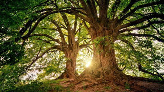 Tout savoir sur l’energie des arbres